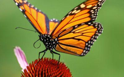 如何去除沙棘可以帮助濒临灭绝的帝王蝶
